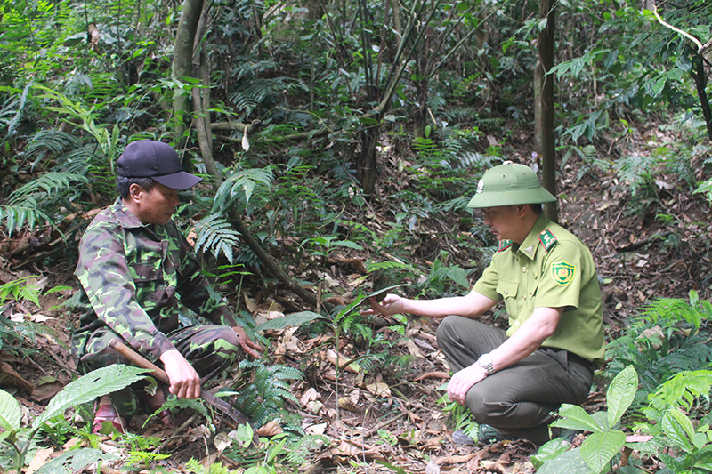 Mô hình trồng cây lá khôi dưới tán rừng cộng đồng ở bản Phú Minh, xã Thượng Hóa (Minh Hóa) sẽ giúp cho bà con phát triển kinh tế, giảm phụ thuộc vào rừng.