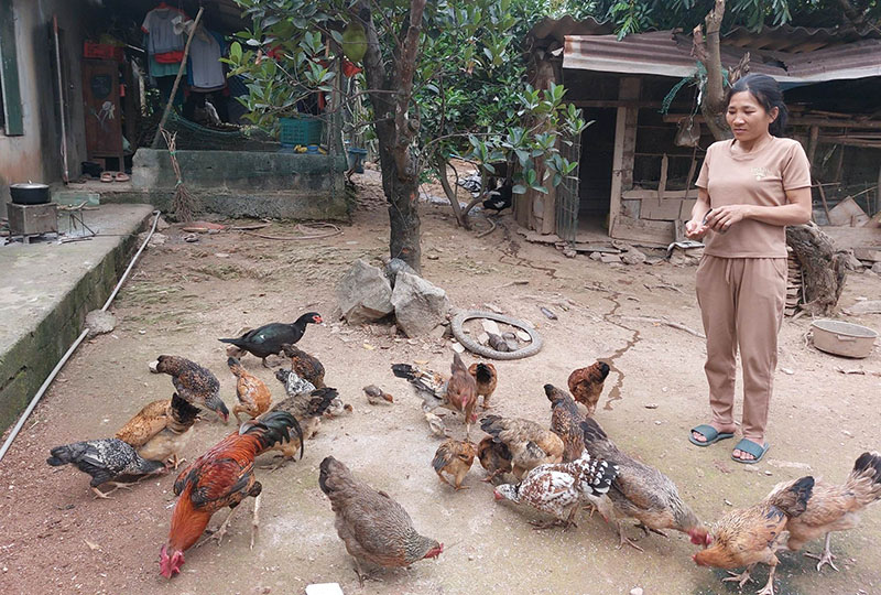 Nguồn vốn tín dụng chính sách xã hội đã giúp nhiều phụ nữ trên địa bàn huyện Quảng Ninh có cơ hội phát triển kinh tế.