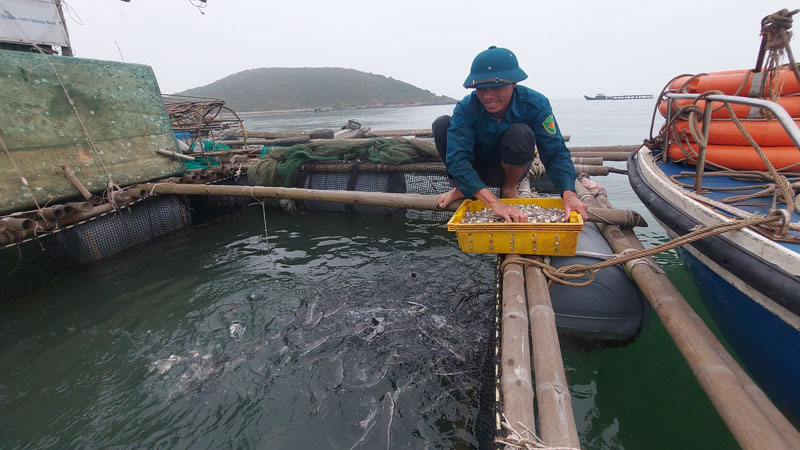 Mô hình nuôi cá bớp trên biển đem lại hiệu quả kinh tế cao ở Quảng Đông.