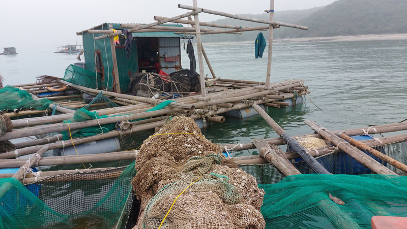 Hệ thống lồng bè nuôi cá bớp ở xã Quảng Đông (Quảng Trạch) còn thô sơ, chưa đáp ứng được yêu cầu chống chịu với bão, lũ.