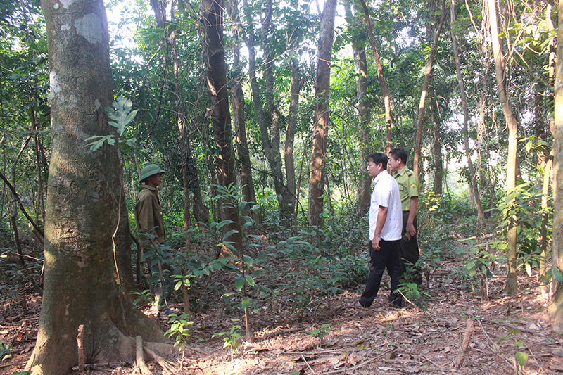 Một khu rừng nguyên sinh &quot;lạ lắm&quot; ở Quảng Bình, rừng mọc giữa khu dân cư, cả làng cùng bảo vệ - Ảnh 3.