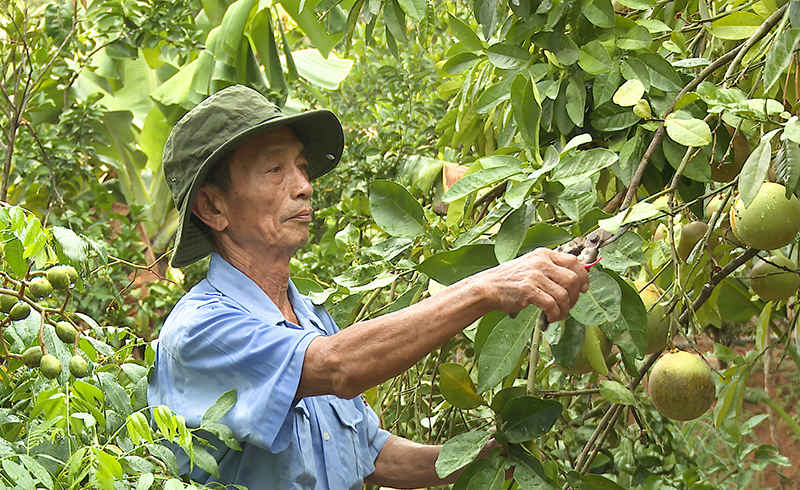 Khu vườn mẫu trồng cây ăn quả của ông Cao Ngọc Cường, thôn Tiên Sơn, xã Quảng Tiên.