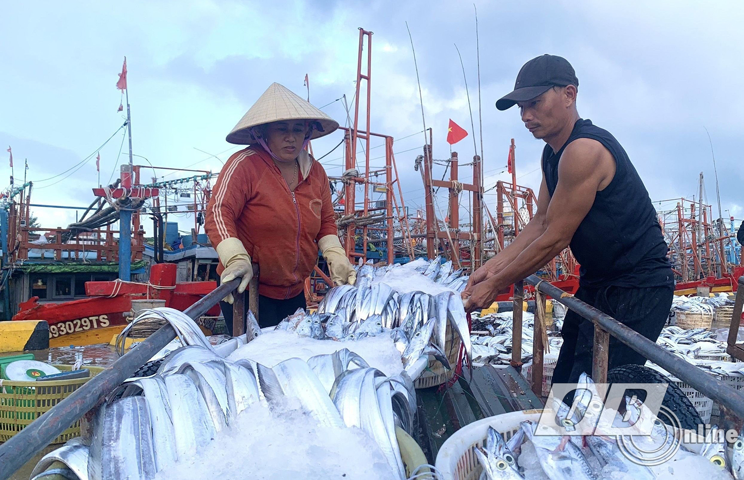Thương lái thu mua cá hố câu của ngư dân Cảnh Dương.