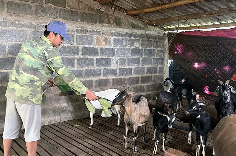 Mỗi năm, gia đình anh Linh bán ra thị trường từ 20-25 con dê, cho thu nhập từ 65-70 triệu đồng.