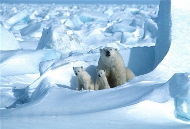 Gấu trắng Bắc Cực. (Ảnh: AFP/ TTXVN)
