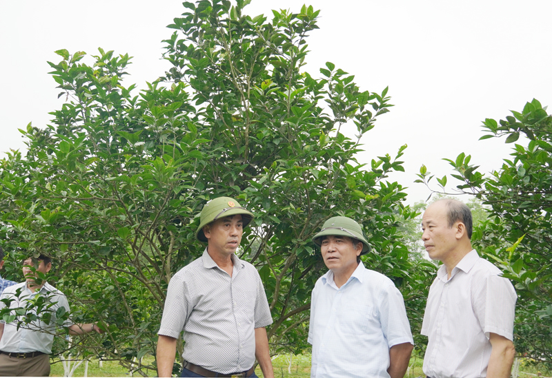 - Đồng chí Phó Chủ tịch Thường kiểm tra mô hình vườn mẫu NTM tại xã Thạch Hóa