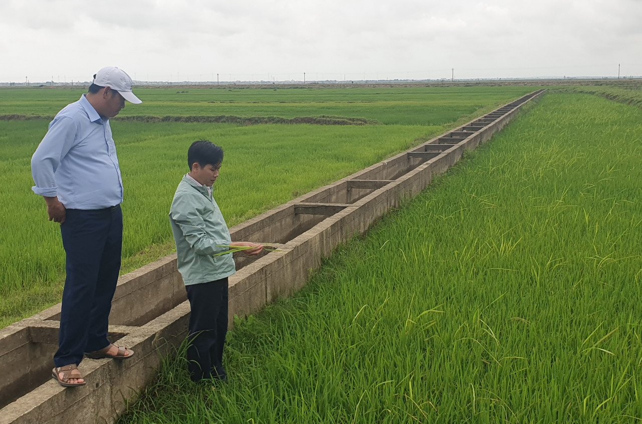 Cán bộ nông nghiệp huyện Lệ Thủy kiểm tra tình hình sâu bệnh gây hại lúa đông- xuân tại xã Phú Thủy.