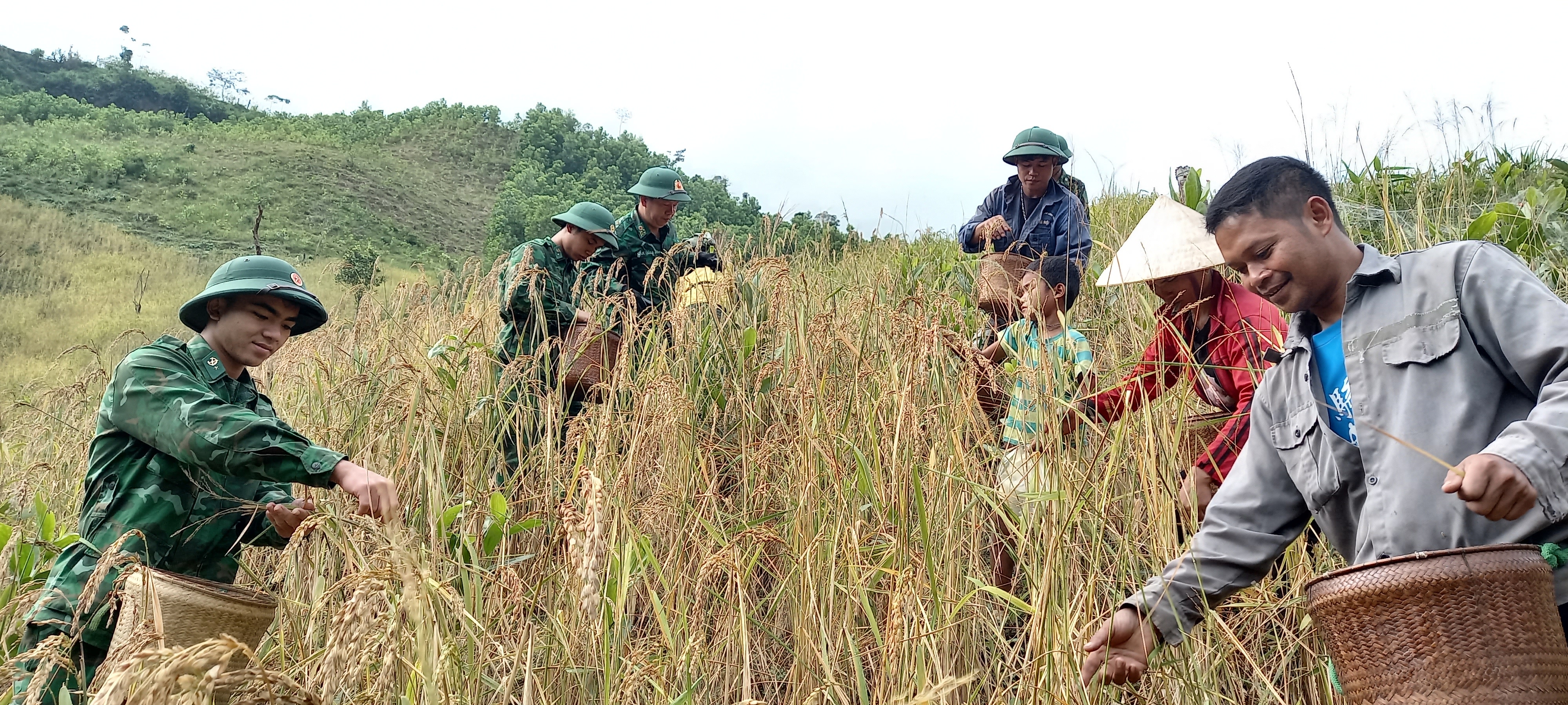 Cán bộ, chiến sĩ Đồn Biên phòng Ra Mai giúp dân thu hoạch lúa rẫy.