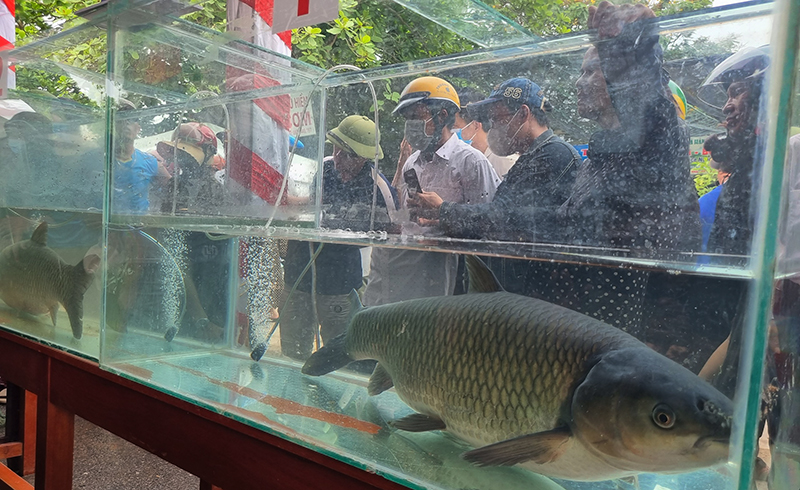 Những con cá trắm to, đẹp được các đội trưng bày trong các tủ kính để tham gia hội thi cá trắm sông Son.