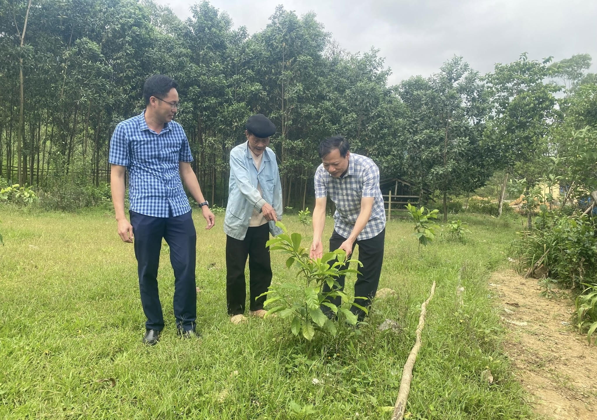 Mô hình trồng cây dổi lấy hạt phát triển kinh tế, xây dựng khu dân cư nông thôn mới tại xã Thượng Hóa (Minh Hóa).