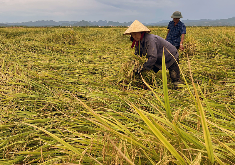 Quảng Ninh: Mưa lớn làm hơn 3.200ha lúa bị đổ rạp