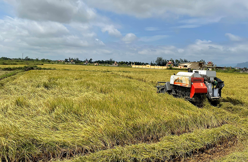 Quảng Ninh: Cơ bản hoàn thành thu hoạch lúa đông-xuân