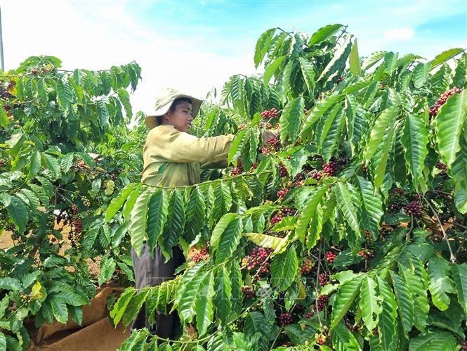 Người dân Gia Lai thu hái chọn lọc quả cà phê chín để đảm bảo quy trình sản xuất cà phê đặc sản. Ảnh: Hồng Điệp/TTXVN