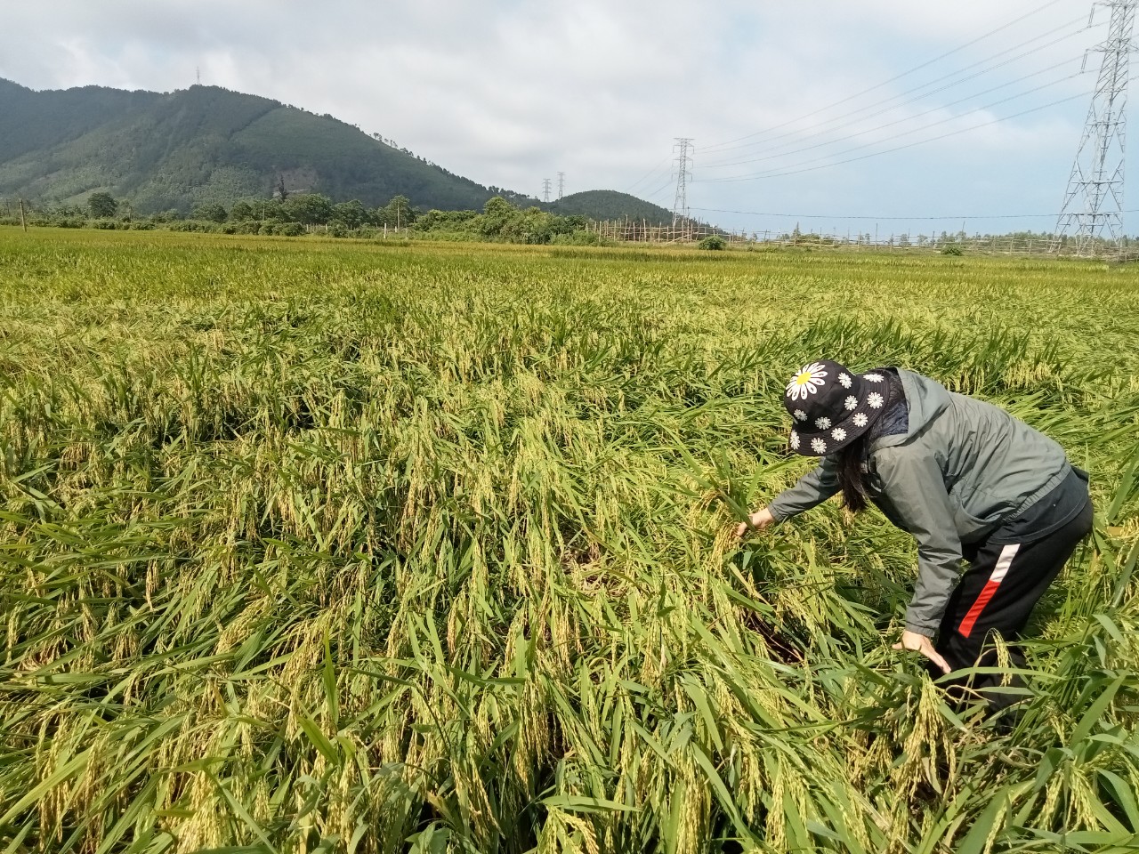 Bà con nông dân Quảng Trạch tranh thủ ra đồng khắc phục số diện tích lúa bị đổ ngã.