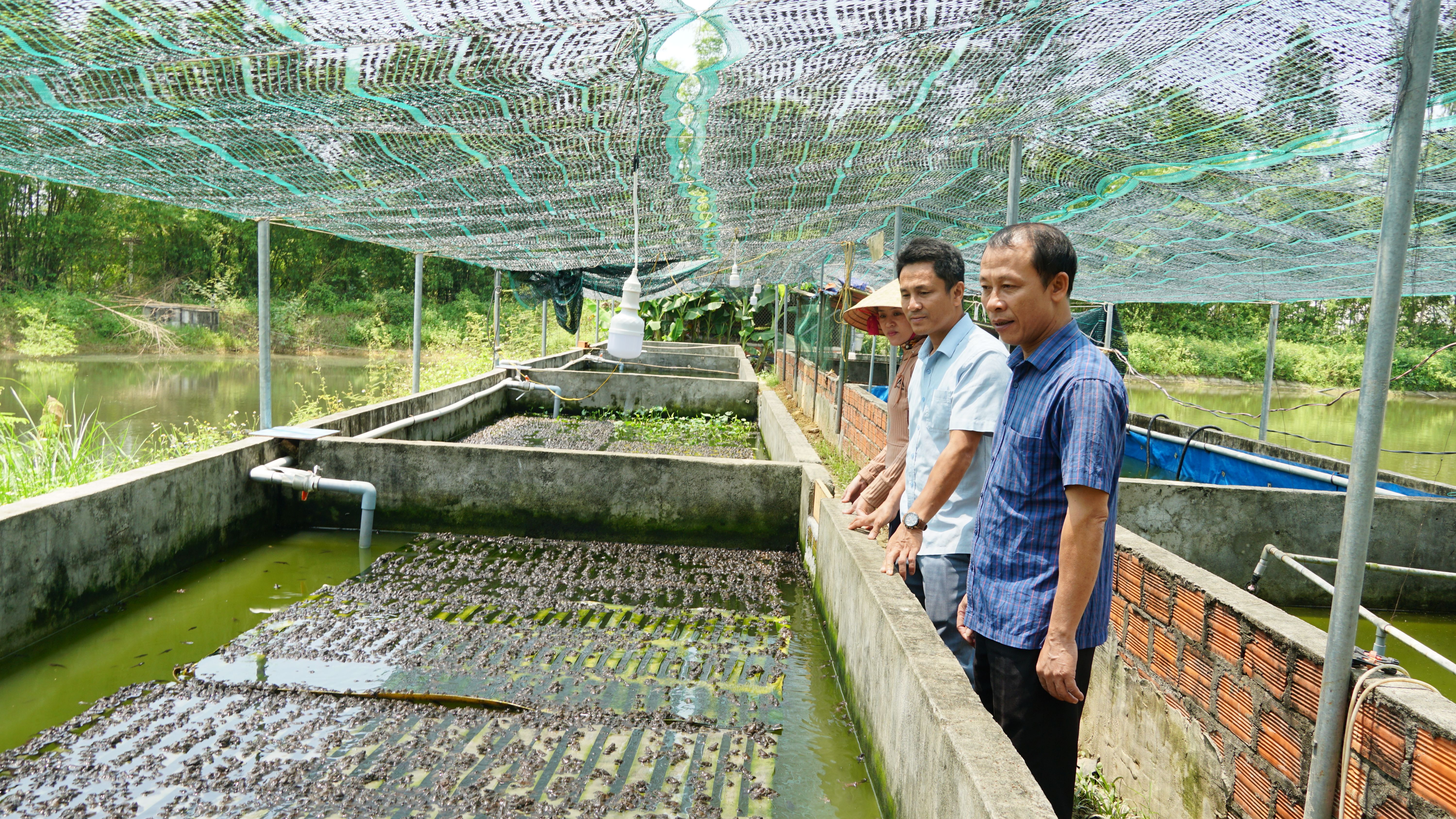 Mô hình kinh tế trang trại của gia đình đảng viên Phan Văn Ngại là địa chỉ cung cấp ếch giống tin cậy của bà con nông dân trong và ngoài tỉnh.