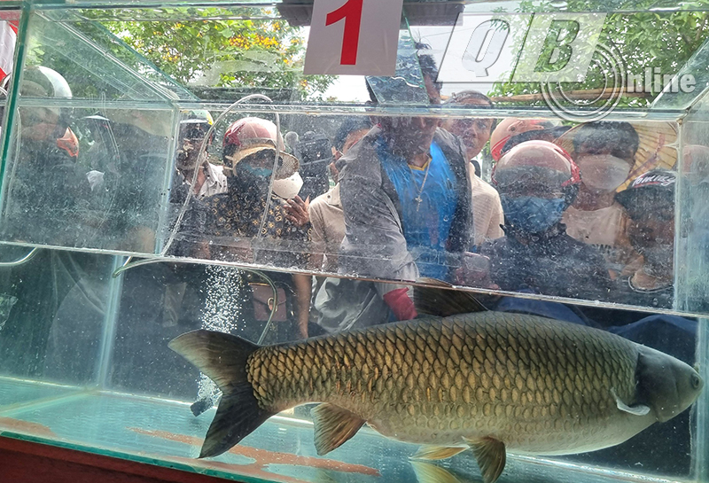 Những con cá to, đẹp được mang đến tham gia hội thi cá trắm sông Son.