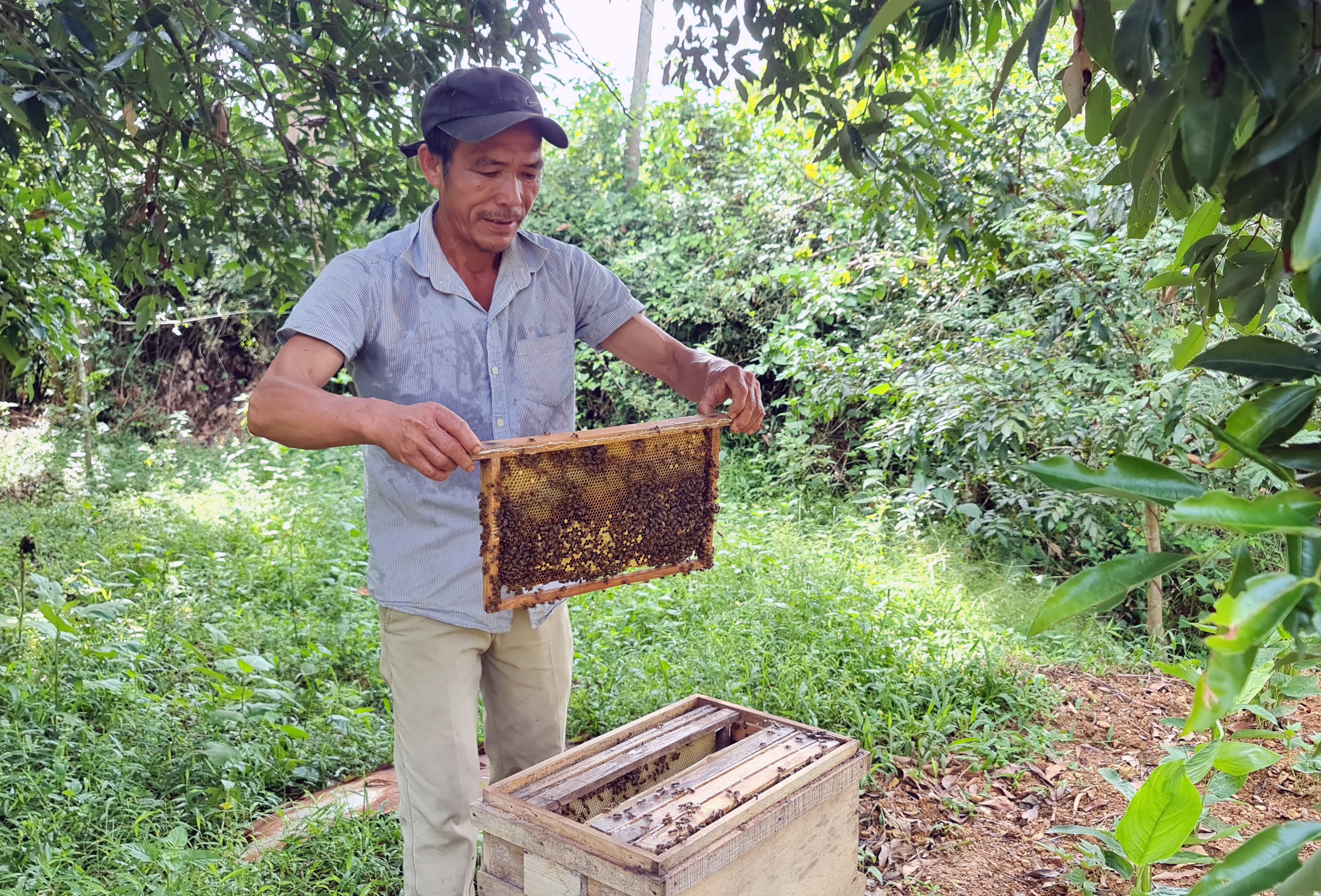 Mô hình nuôi ong lấy mật của Hội Nông dân xã Trường Xuân (Quảng Ninh).