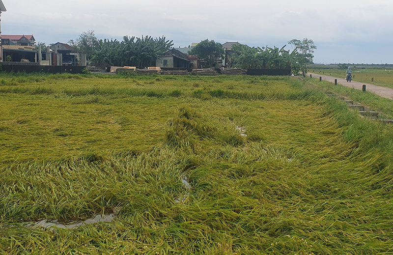 Hàng nghìn ha lúa ở Lệ Thủy bị đổ ngã.