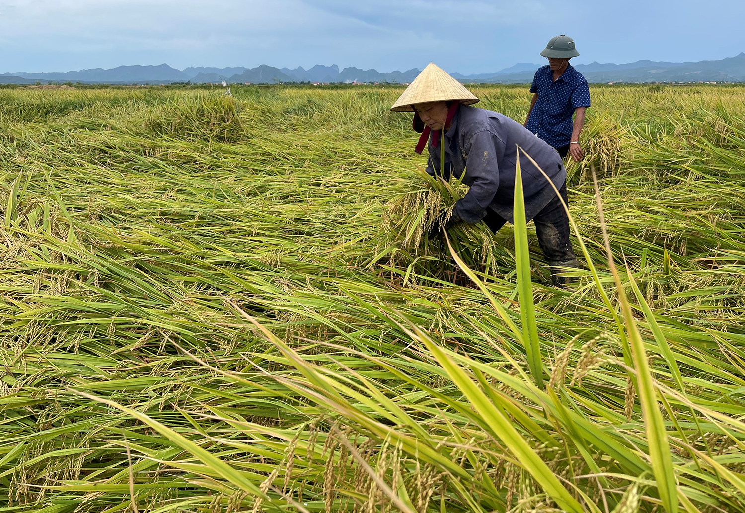 Nông dân huyện Quảng Ninh tranh thủ ra đồng khắc phục diện tích lúa bị ngã đổ. Ảnh: Lan Chi