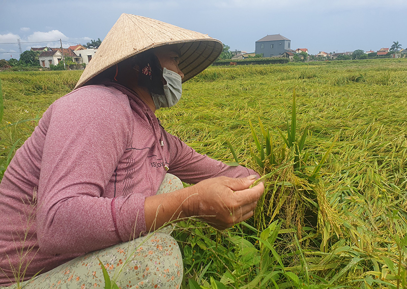 Bà Đặng Thị Nguyệt (thôn 2, xã Nghĩa Ninh, TP. Đồng Hới) xót xa khi 12 sào lúa của gia đình gãy đổ, ngã rạp xuống mặt ruộng. 