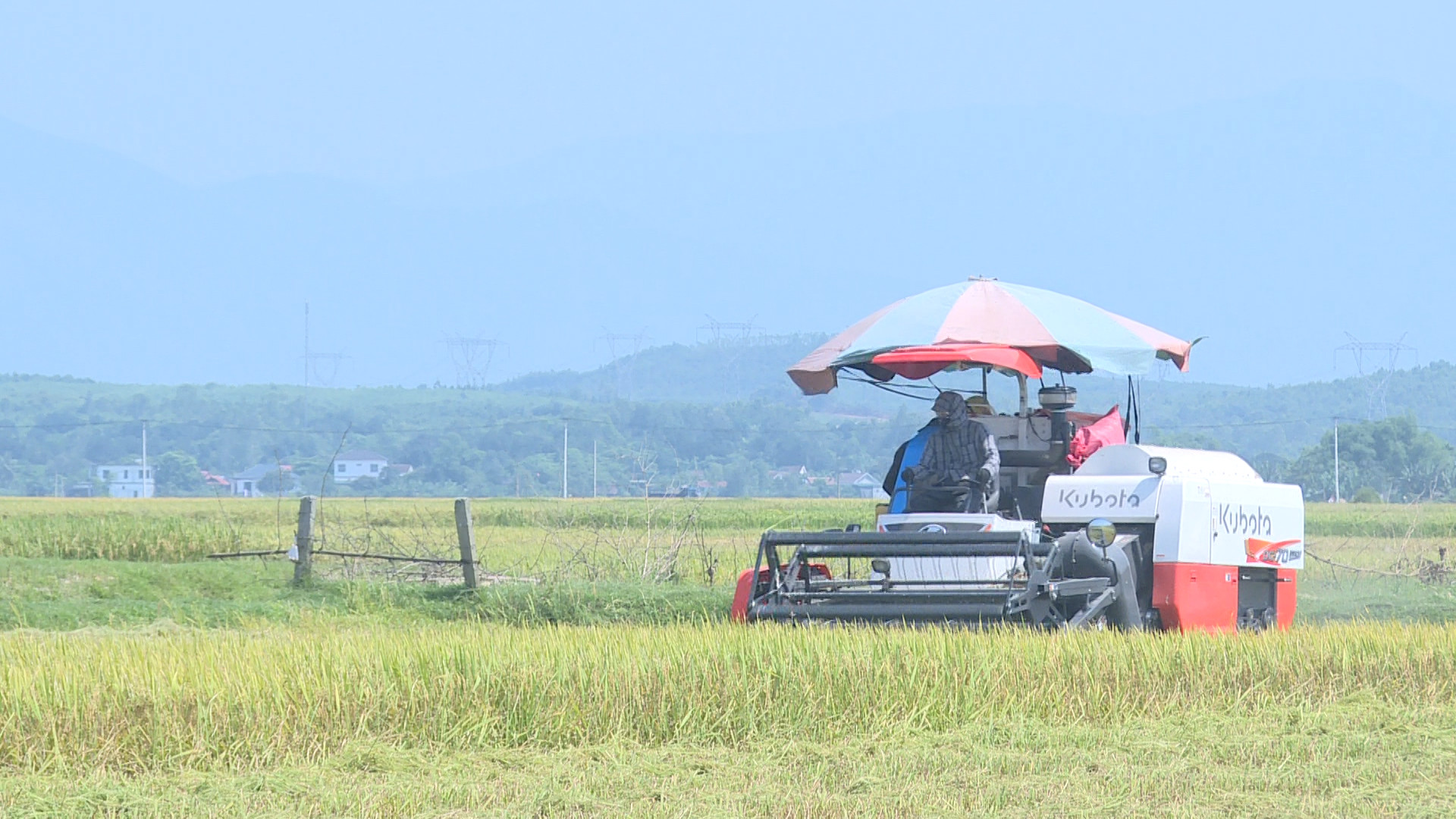 Nông dân huyện Quảng Trạch đẩy nhanh tiến độ thu hoạch lúa đông-xuân để tránh thiệt hại do thời tiết cực đoan có thể xảy ra.