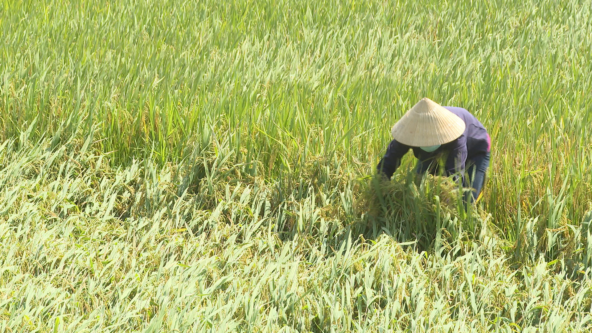 Diện tích lúa đổ rạp được nông dân Quảng Trạch tập trung khắc phục, gặt sớm.