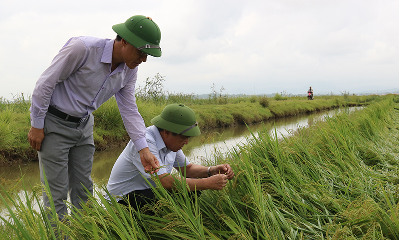 Đồng chí Phó Chủ tịch Thường trực UBND tỉnh Đoàn Ngọc Lâm kiểm tra tình hình thiệt hại lúa vụ đông-xuân tại thôn Hoành Vinh, xã An Ninh (Quảng Ninh).
