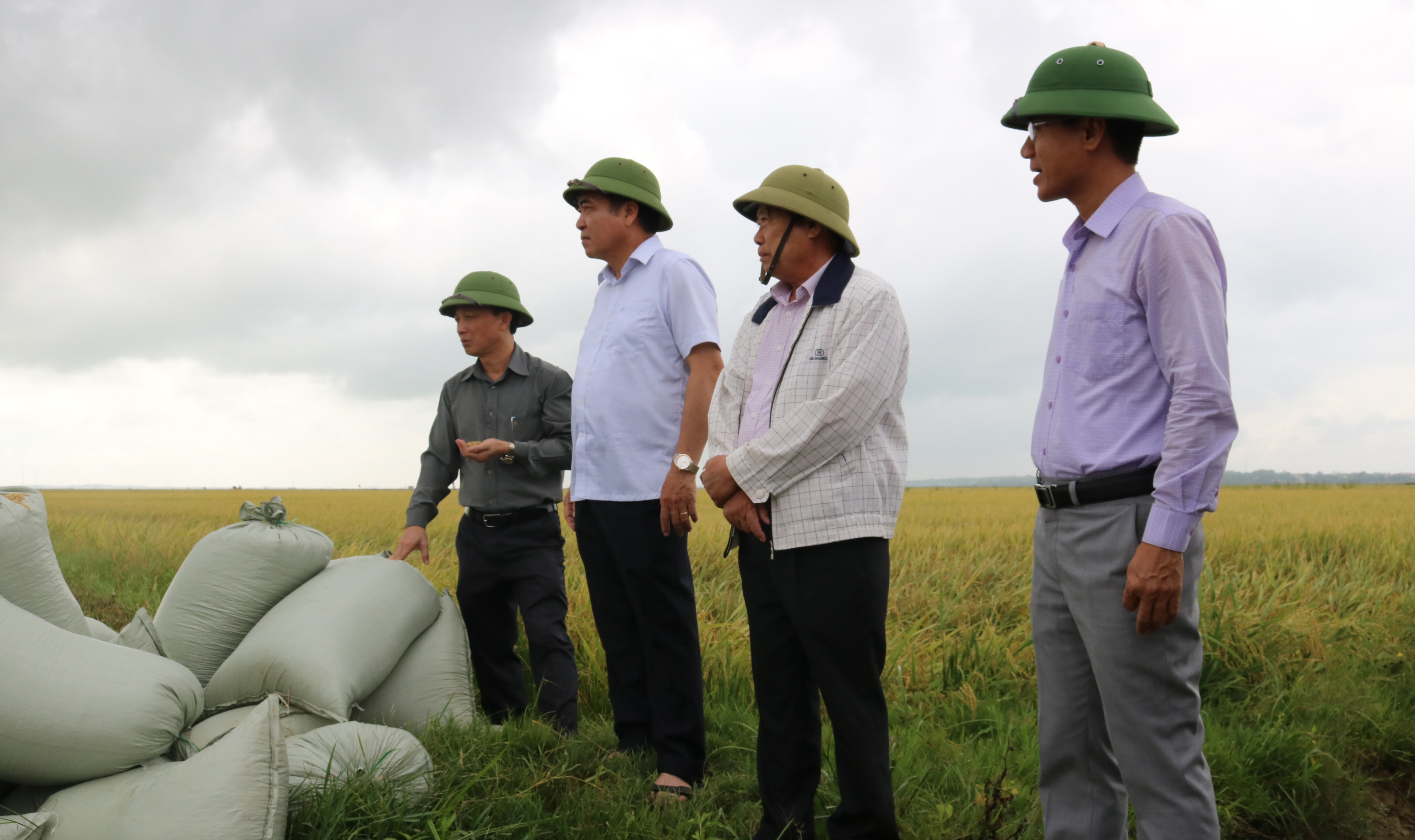  Đồng chí Phó Chủ tịch Thường trực UBND tỉnh Đoàn Ngọc Lâm kiểm tra tiến độ thu hoạch lúa đông-xuân tại thôn Thống Nhất, xã An Ninh (Quảng Ninh).