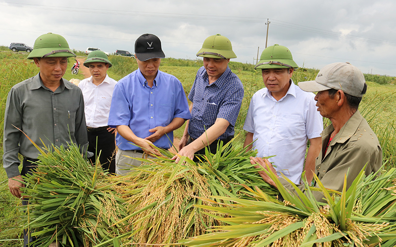 Đồng chí Phó Chủ tịch Thường trực UBND tỉnh Đoàn Ngọc Lâm kiểm tra tiến độ thu hoạch lúa đông-xuân tại xã Thanh Thủy (Lệ Thủy).
