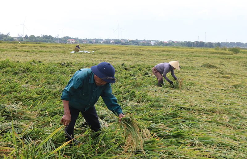 Tranh thủ thời tiết thuận lợi bà con nông dân huyện Lệ Thủy thu hoạch diện tích lúa bị đổ ngã.