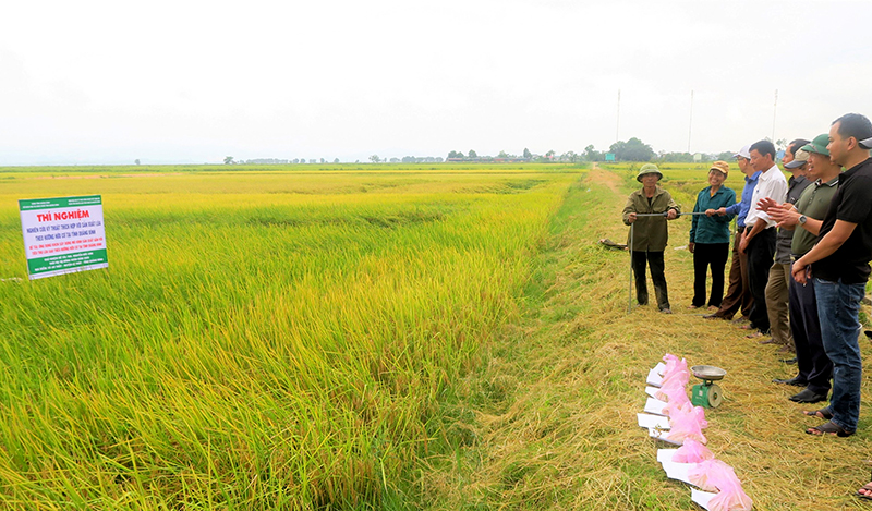 Mô hình sản xuất gắn với tiêu thụ lúa gạo theo hướng hữu cơ trên đồng ruộng xã An Thủy, huyện Lệ Thủy. 