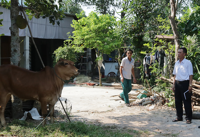 Cán bộ thú y cơ sở kiểm tra tình hình dịch bệnh viêm da nổi cục trên bò tại thôn Vân Tiền, xã Quảng Lưu.
