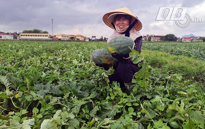 Người dân xã Hàm Ninh thu hoạch dưa hấu.