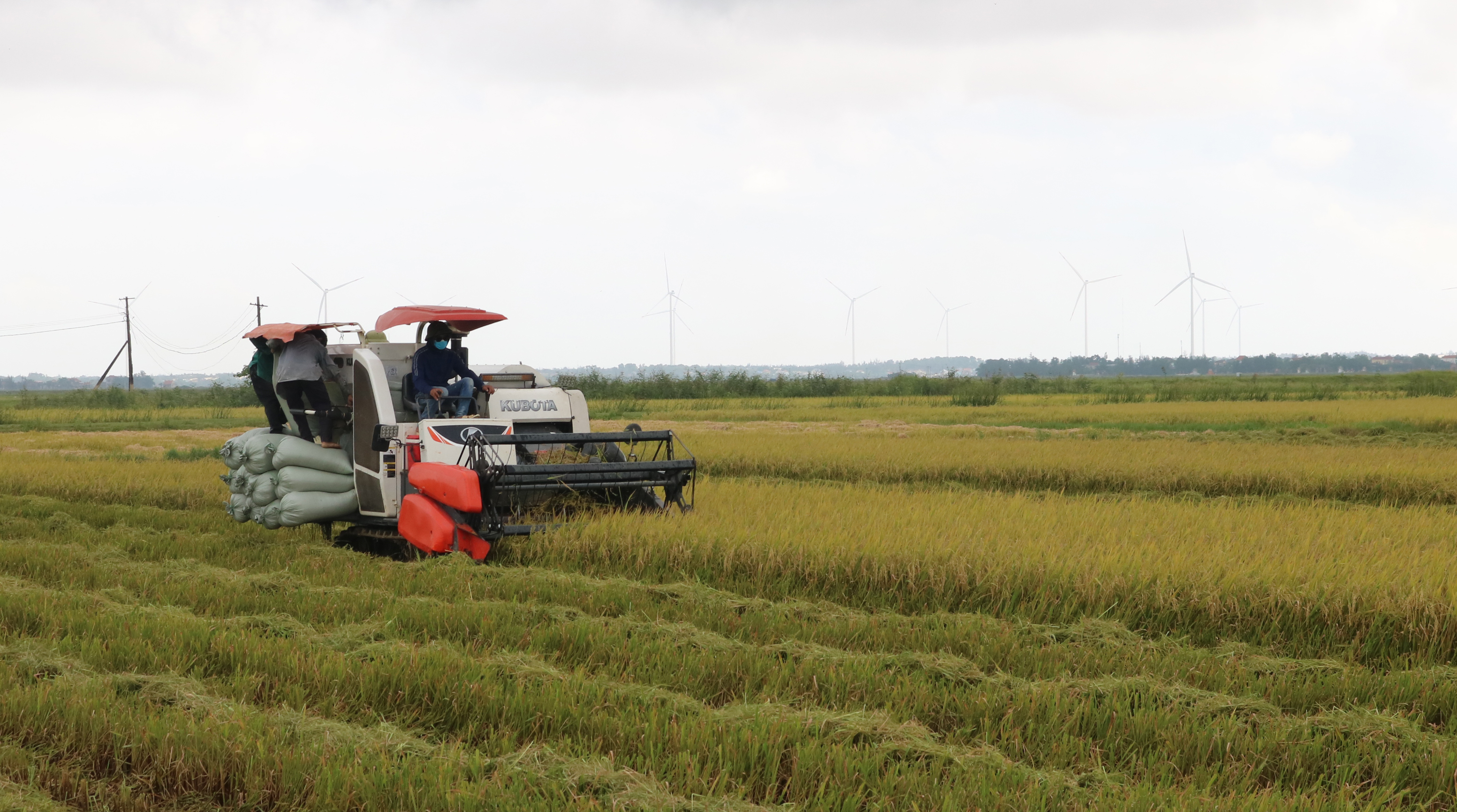 Nông dân huyện Quảng Ninh thu hoạch lúa vụ đông-xuân.