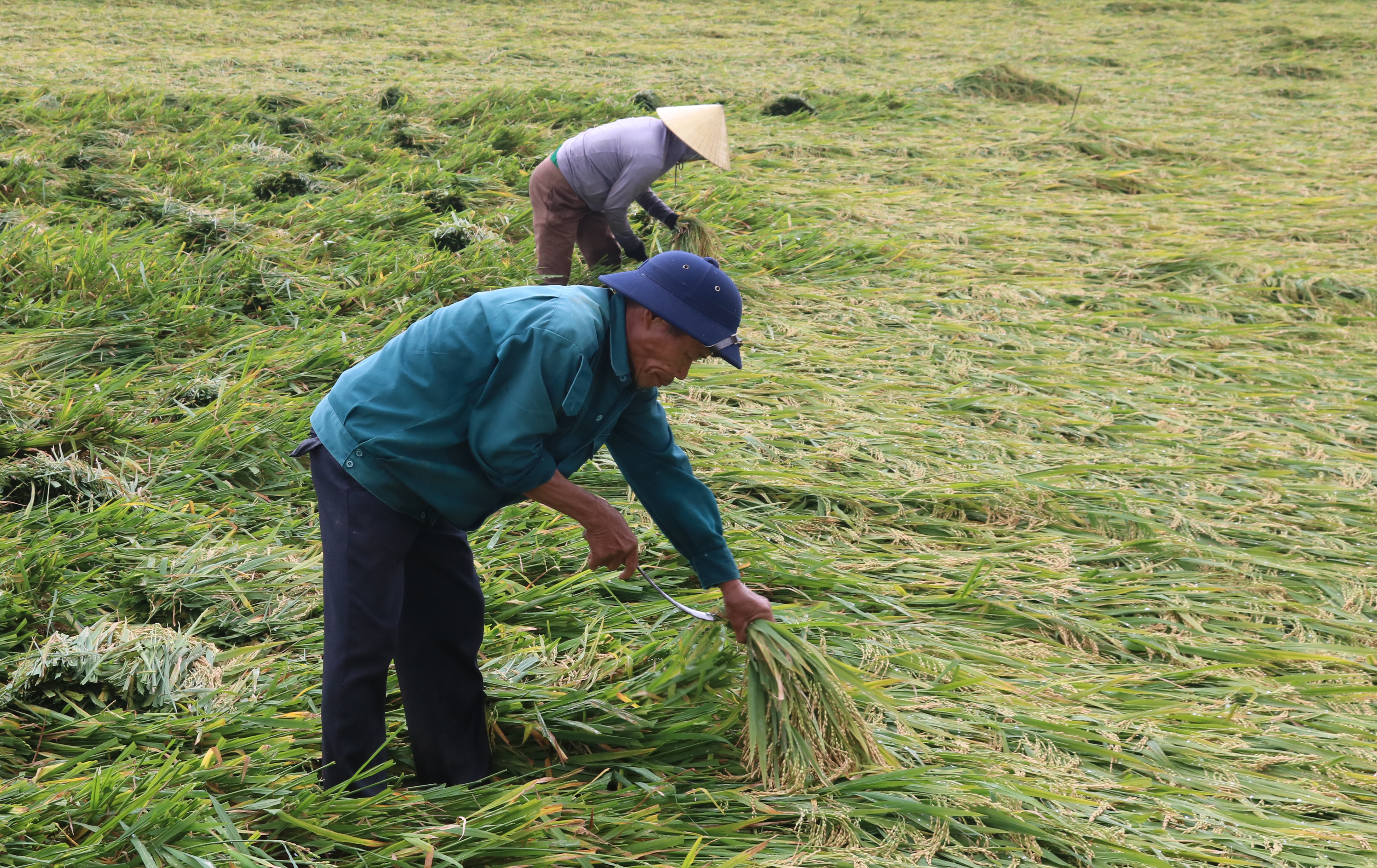 Bà con nông dân huyện Lệ Thủy thu hoạch lúa vụ đông-xuân bị đổ ngã.