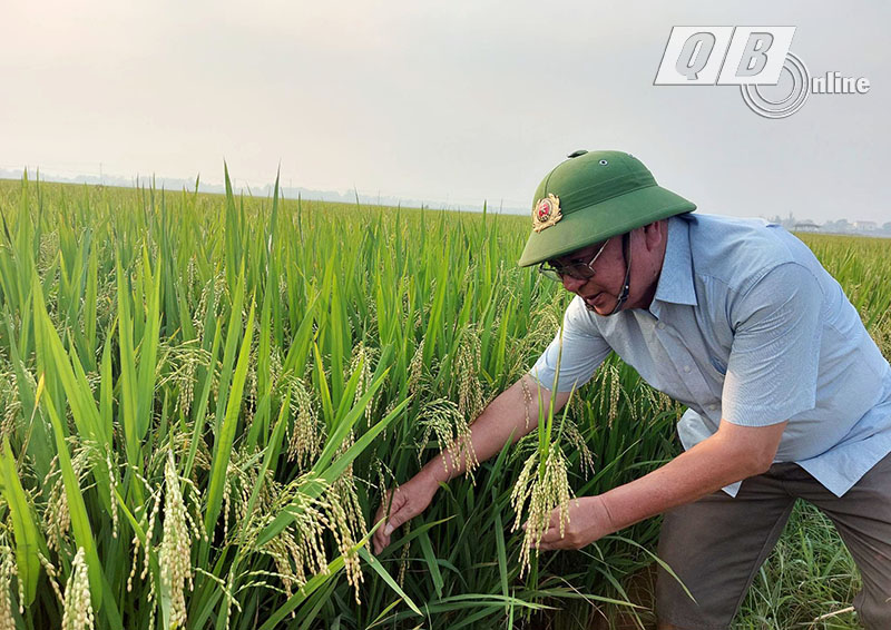 Với những ưu điểm vượt trội, lúa hữu cơ được nhiều hộ nông dân trên địa bàn xã Hàm Ninh ưu tiên lựa chọn.