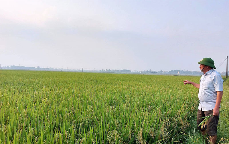 Lúa hữu cơ đang mở ra cơ hội nâng cao giá trị lúa gạo cho người nông dân