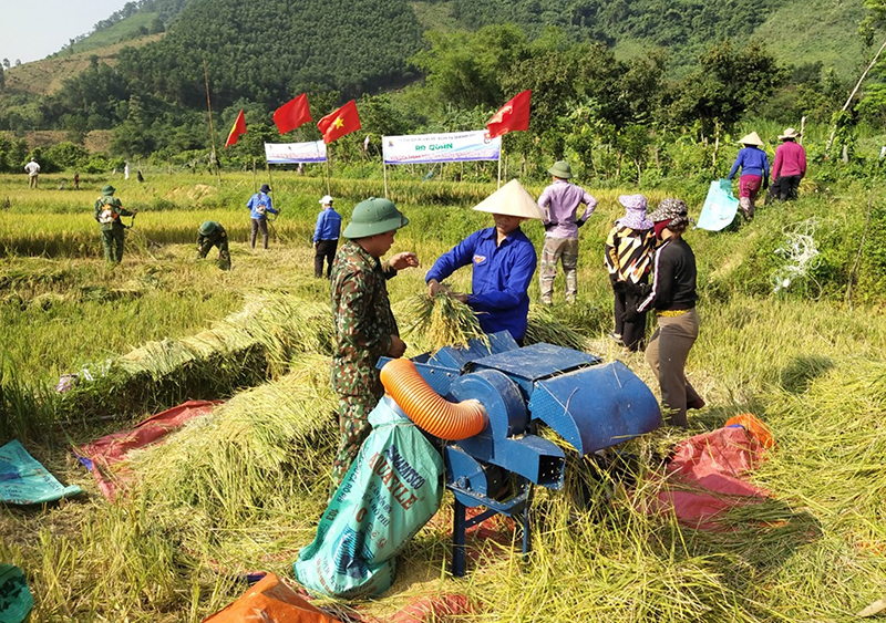 Bộ đội Biên phòng Làng Mô và chính quyền địa phương giúp người dân thu hoạch lúa.