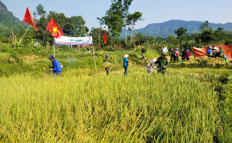 Bộ đội Biên phòng Làng Mô và chính quyền địa phương giúp người dân thu hoạch lúa. 