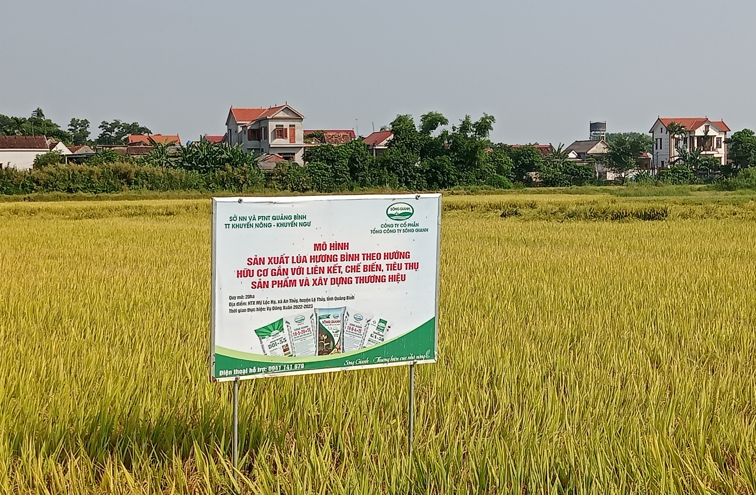 Mô hình sản xuất lúa chất lượng cao Hương Bình theo hướng hữu cơ gắn với liên kết, chế biến và tiêu thụ sản phẩm được triển khai trên diện tích 20 ha tại xã An Thủy (Lệ Thủy).