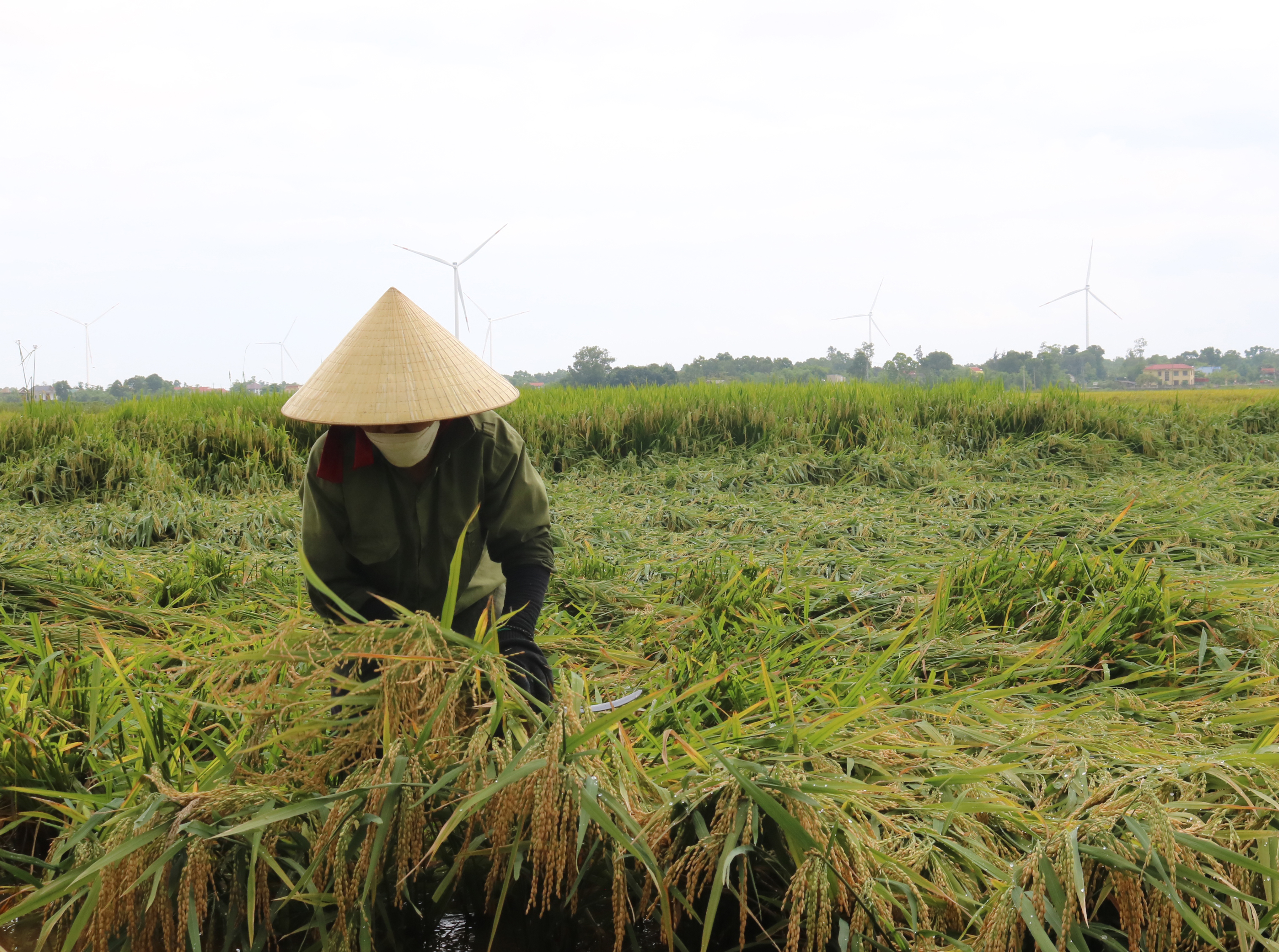 Nông dân huyện Lệ Thủy thu hoạch lúa vụ đông-xuân năm 2022-2023.