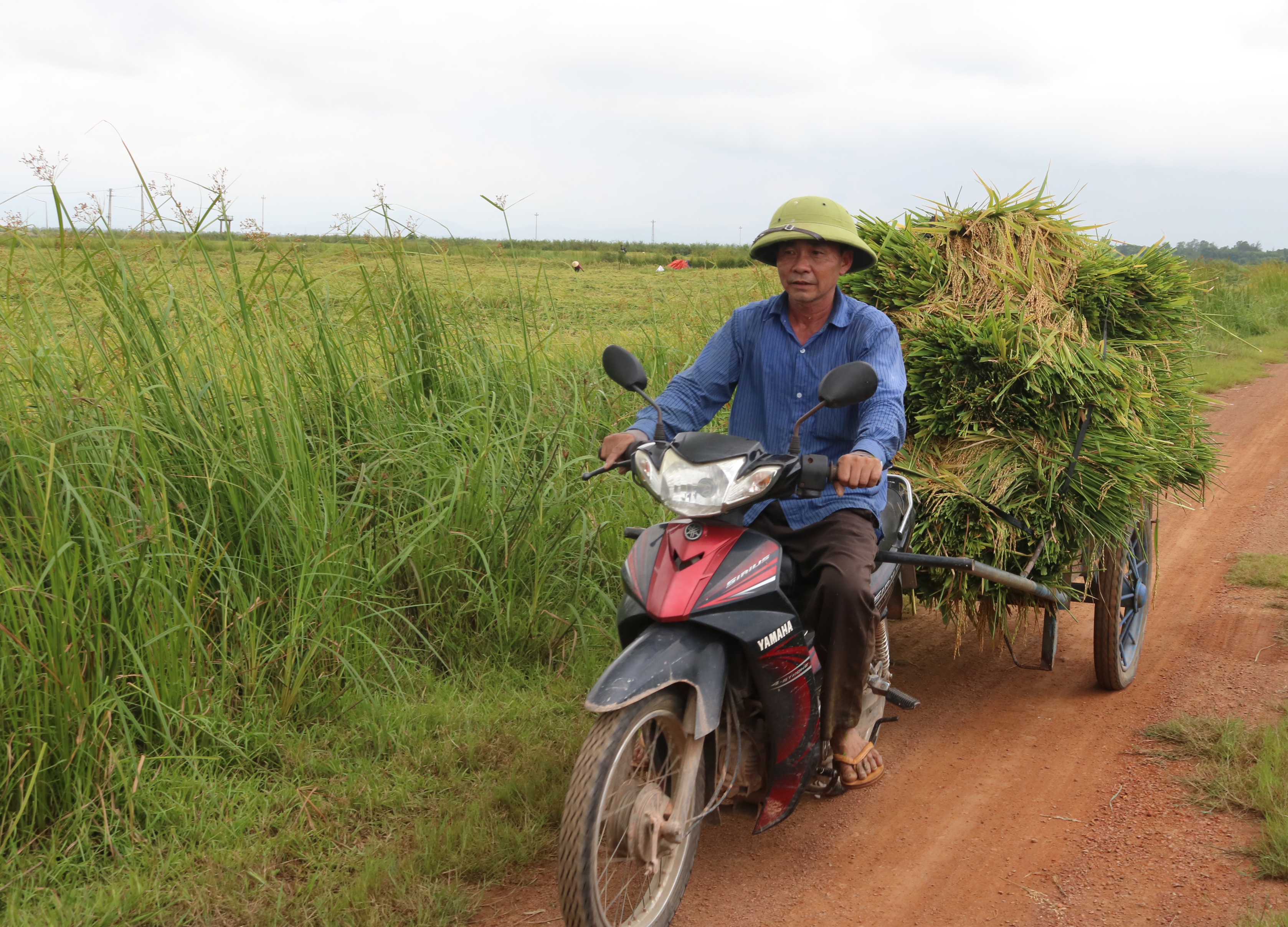 Nông dân xã Thanh Thủy thu hoạch lúa vụ đông-xuân.