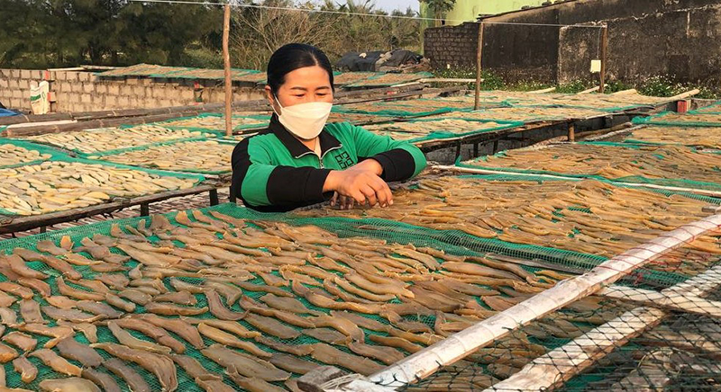 Mở rộng diện tích sản xuất góp phần đưa đặc sản khoai deo có thị trường vươn xa hơn là ước mơ của nhiều người dân Hải Ninh.