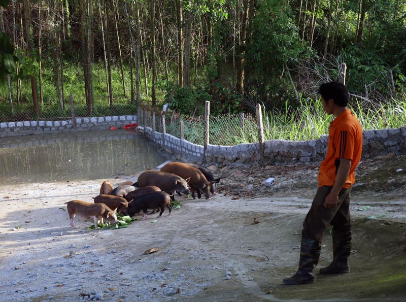 Các hộ dân huyện Minh Hóa tăng cường chăm sóc, theo dõi và chủ động phòng, chống dịch bệnh cho đàn vật nuôi.