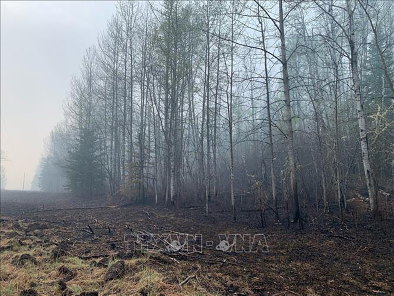 Cây cối bị thiêu rụi do cháy rừng ở Alberta, Canada ngày 11/5/2023. Ảnh: AFP/TTXVN