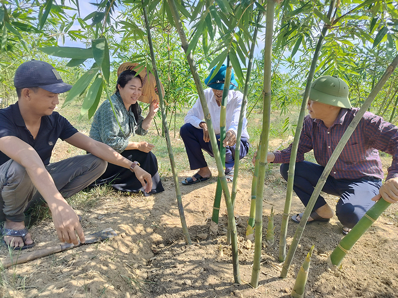 Mỗi ngày vườn tre lục trúc của chị Hương cho thu hoạch từ 10-20kg măng.