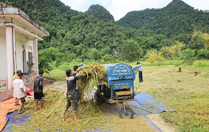 Nông dân huyện Minh Hóa thu hoạch lúa đông-xuân 2022-2023.