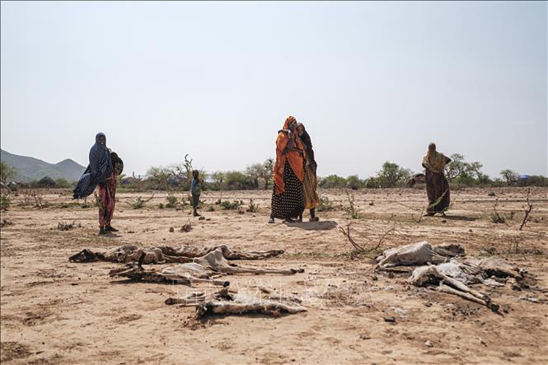 Người dân đứng cạnh xác các vật nuôi bị chết do hạn hán tại Gode, Ethiopia, ngày 7/4/2022. Ảnh: AFP/TTXVN