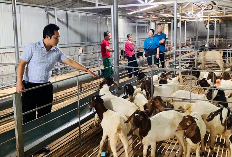Mô hình chăn nuôi dê của anh Nguyễn Văn Lảm ở thôn Kim Tân, xã Kim Hóa mang lại hiệu quả kinh tế cao.