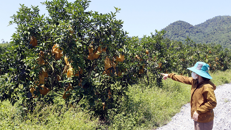 Những năm gần đây, nông dân Tuyên Hóa đã mạnh dạn chuyển đổi cơ cấu cây trồng, đưa các loại cây ăn quả có múi vào sản xuất, phá thế độc canh trong sản xuất nông nghiệp.